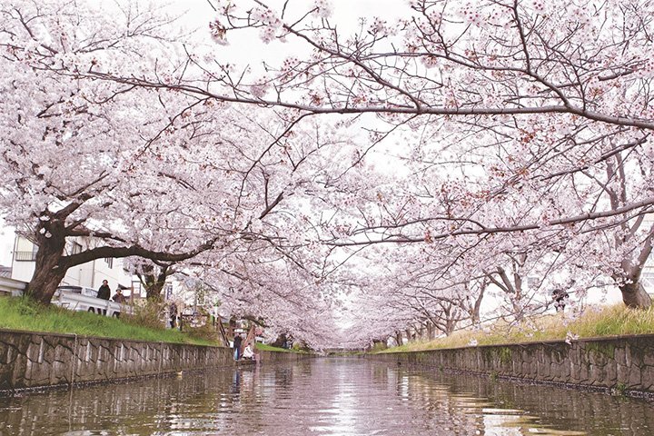 🌸 신카와 벚꽃길 (신카와 사쿠라 도리)